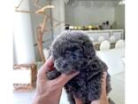 Schattige zwarte poedelpuppy's – slechts enkele weken oud! - photo 1