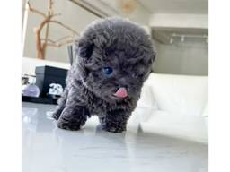 Schattige poedelpuppy van 7 weken oud beschikbaar