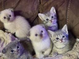 Schotse vouw Siamese baby's