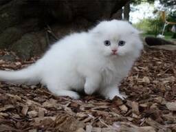 Scottish Fold kittens. WhatsApp ons op: 27848239748
