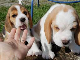 Щенки Бигля