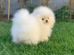 Прекрасные щенки померанского шпица