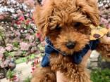 Schattige Toypoedelpuppy's, - фото 3