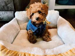 Schattige Toypoedelpuppy's,