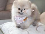 Щенки померанского шпица - фото 2