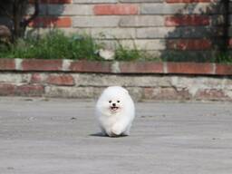 Щенки шпицев и померанских шпицев Бобо