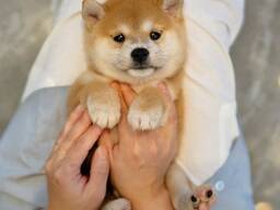 Щенки сиба-ину ищут любящий дом