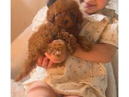 У нас есть щенки той-пуделя