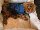 Schattige Toypoedelpuppy's, - фото 1