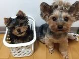 Милые миниатюрные щенки йоркширского терьера - фото 2