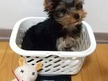Милые миниатюрные щенки йоркширского терьера - фото 3