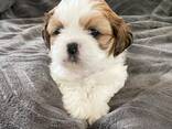 Shih Tzu-puppy's zoeken een liefdevol thuis - photo 2