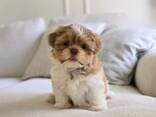 Shihtzu Puppy - фото 2