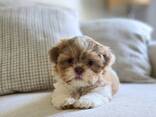 Shihtzu Puppy - фото 3