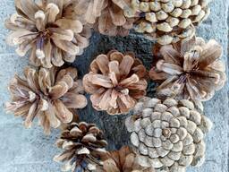 Шишка Pinus nigra (сосны черной)100 штук, шишки для декора, сосновые шишки