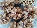 Шишка Pinus nigra (сосны черной)100 штук, шишки для декора, сосновые шишки - фото 2