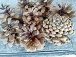 Шишка Pinus nigra (сосны черной)100 штук, шишки для декора, сосновые шишки - photo 5