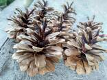 Шишка Pinus nigra (сосны черной)100 штук, шишки для декора, сосновые шишки - фото 12