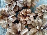 Шишка Pinus nigra (сосны черной)100 штук, шишки для декора, сосновые шишки - photo 13