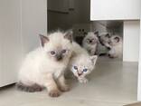 Siamese kitten beschikbaar – 10 weken oud - photo 2