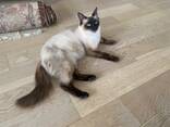 Siamese kitten beschikbaar – 10 weken oud - photo 3