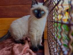 Siamese kittens op zoek naar liefdevolle huizen