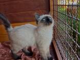 Siamese kittens op zoek naar liefdevolle huizen - photo 1