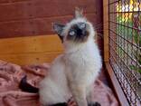 Siamese kittens op zoek naar liefdevolle huizen - photo 2