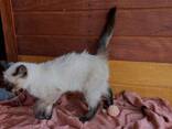 Siamese kittens op zoek naar liefdevolle huizen - photo 3