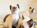 Siamese kittens WhatsApp me op. .. .. - фото 1