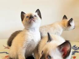 Siamese kittens WhatsApp me op.....