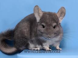 Сіра дівчина шиншила