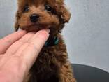 Продаются очаровательные щенки той-пуделя. - фото 3