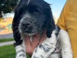 Stuur me een WhatsApp op.....  Stevige Engelse Springer Spaniels