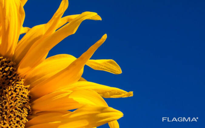 Sunflower oil and processed products