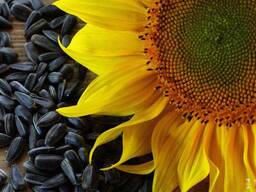 Sunflower seeds