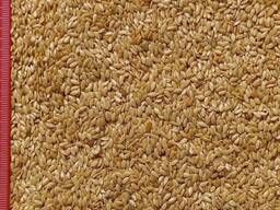 Te koop: bruin, goudkleurig vlas