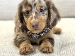 Teckelpuppy's zoeken een liefdevol thuis.