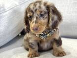 Teckelpuppy's zoeken een liefdevol thuis. - photo 1