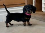Teckelpuppy's zoeken een liefdevol thuis. - фото 1