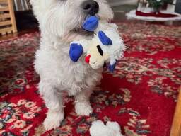 Terrier puppy