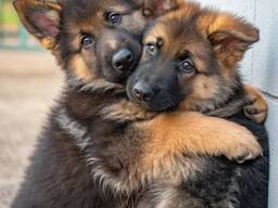 Top Duitse Herder pups