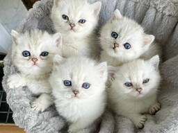 Top Persian Kittens
