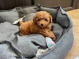 Toypoedelpuppy's – 11 weken oud - фото 1