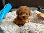 Toypoedelpuppy's – 11 weken oud - фото 3