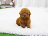 Toypoedelpuppy's zoeken een liefdevol thuis. - фото 2