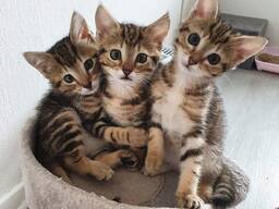 Treasure Bengal Kitten Available