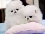 Twee geweldige T-Cup Pomeriaan pups. WhatsApp ons op: - photo 1