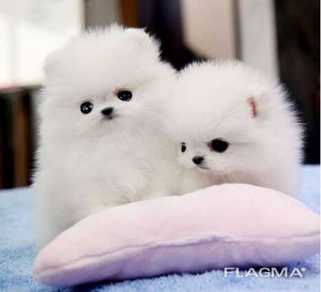 Twee geweldige T-Cup Pomeriaan pups. WhatsApp ons op: