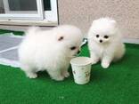 Twee geweldige T-Cup Pomeriaan pups. WhatsApp ons op: - photo 2